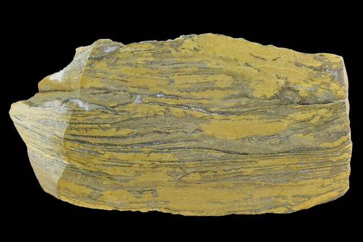 Polished Stromatolite (Kussiella) Slab - Billion Years #129147